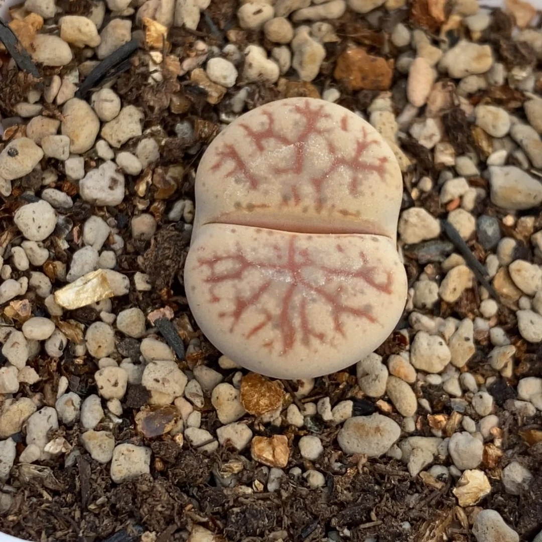 虾***…5436 镇魂石带盆土发货