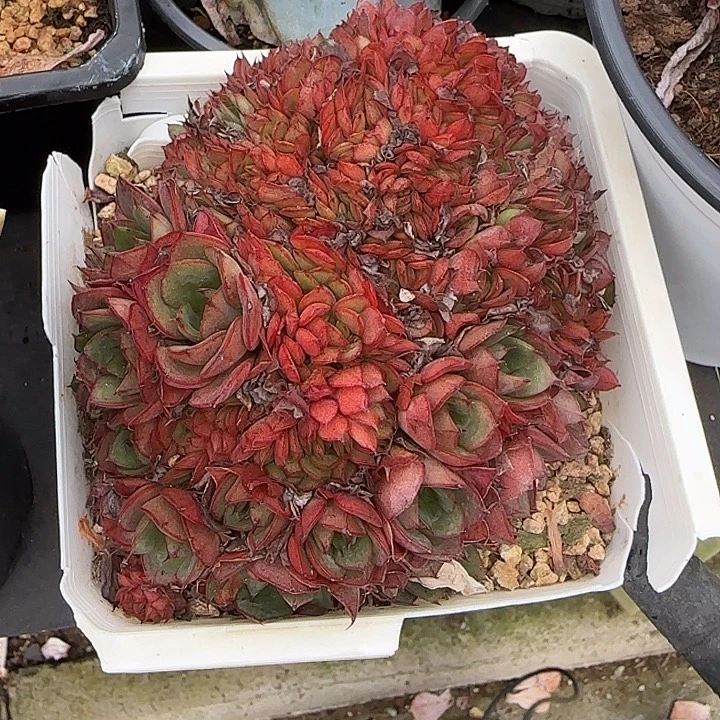 青蛙王子儿童牙膏11
