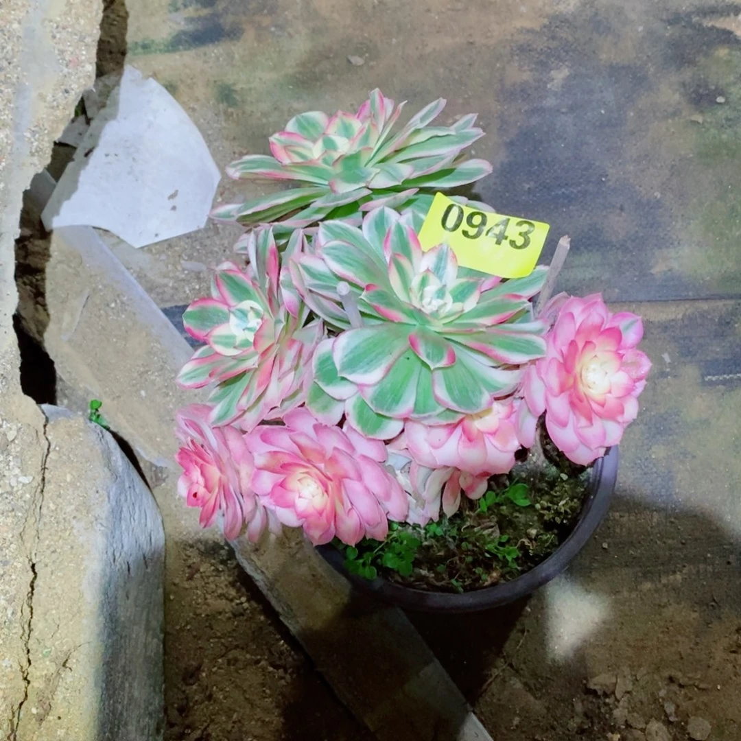 倾城变异多肉植物943