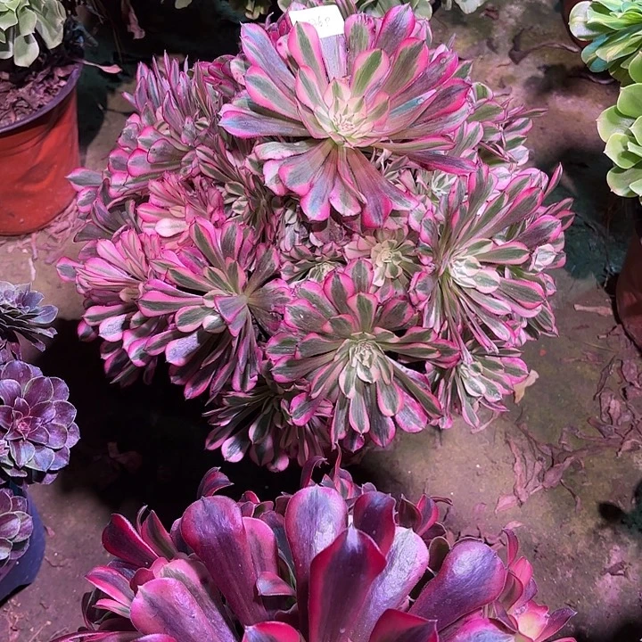 多肉植物红彤白00860