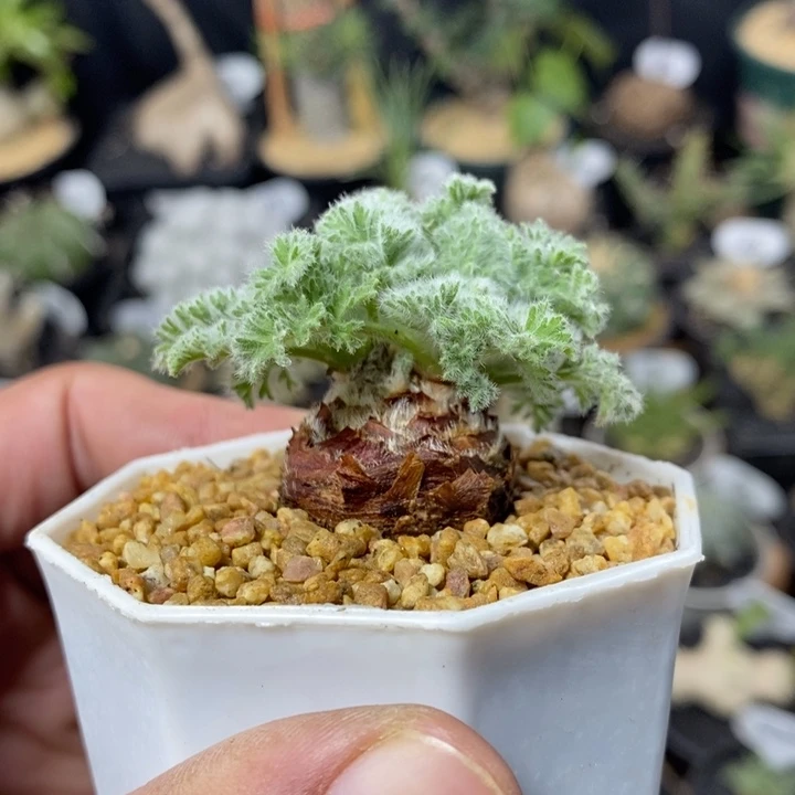 实生羽叶洋葵1009号2.6cm