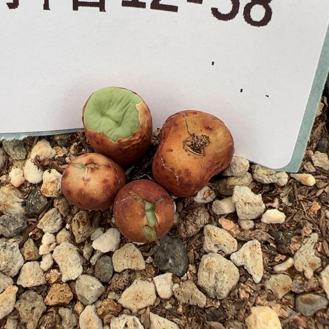 12-58红嘴多肉植物，
