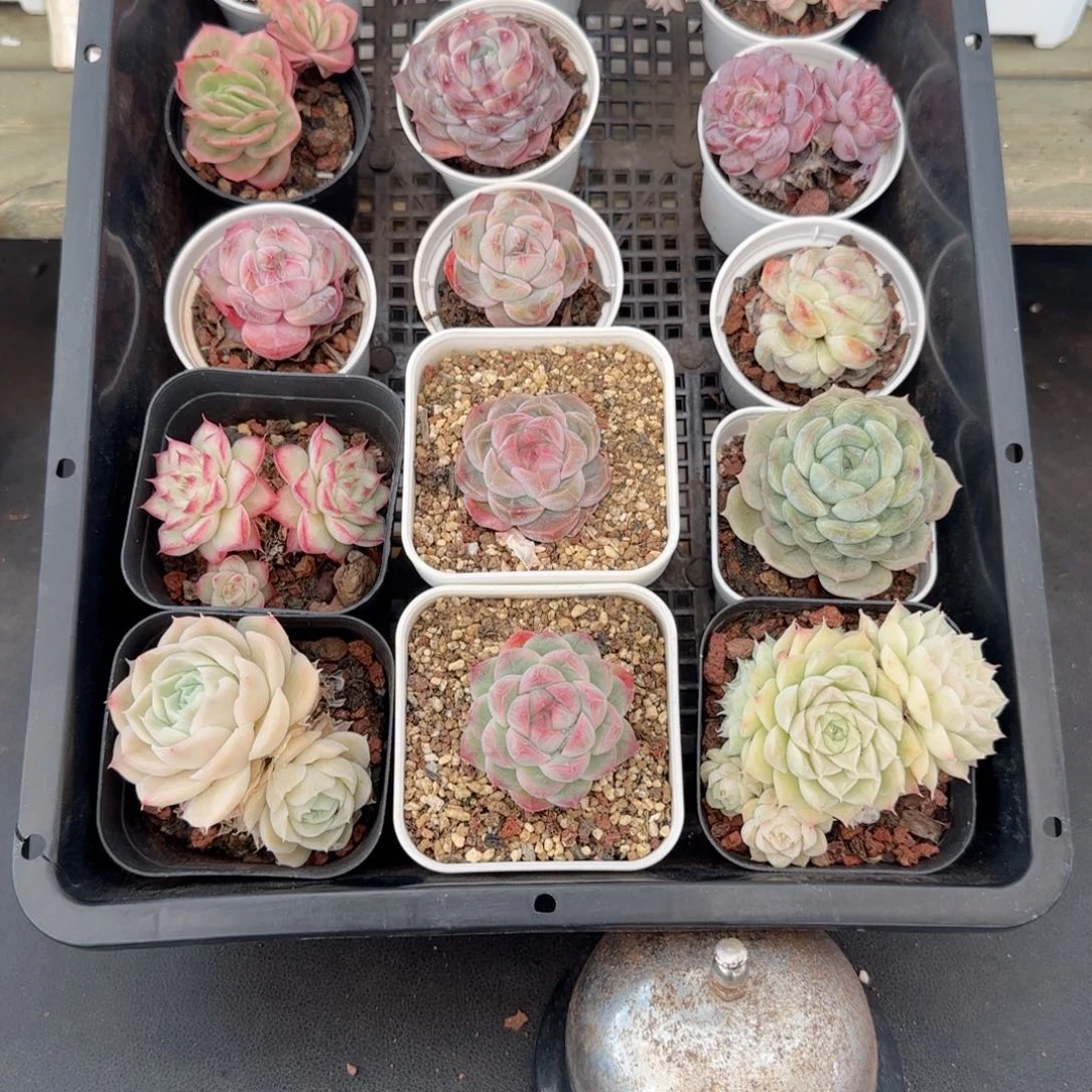 框拍框拍0213-100