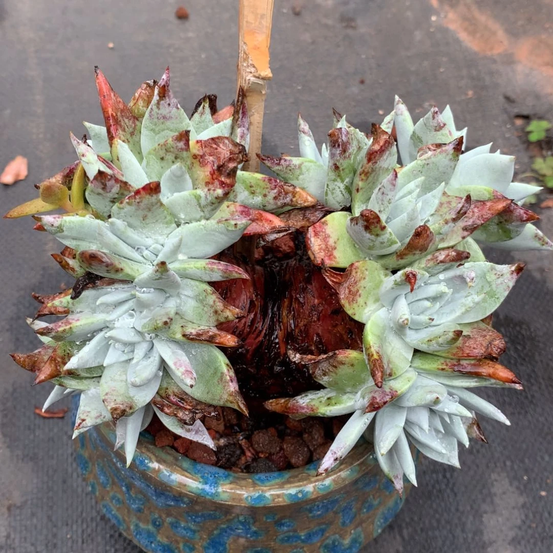 全部花朵苹果叶雪山二代，仙女杯多肉