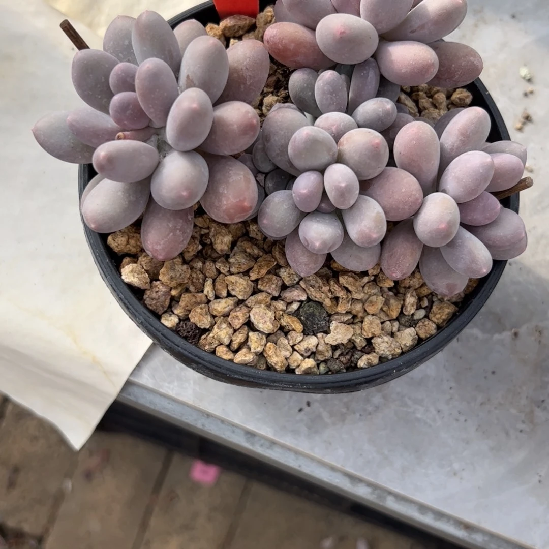 七彩美人多肉植物