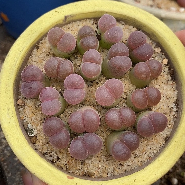 10523紫萝莉一颗