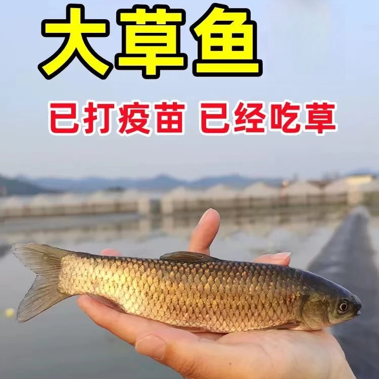 草鱼优质批发草鱼草混子淡水活草鱼冷水养殖宠物观赏