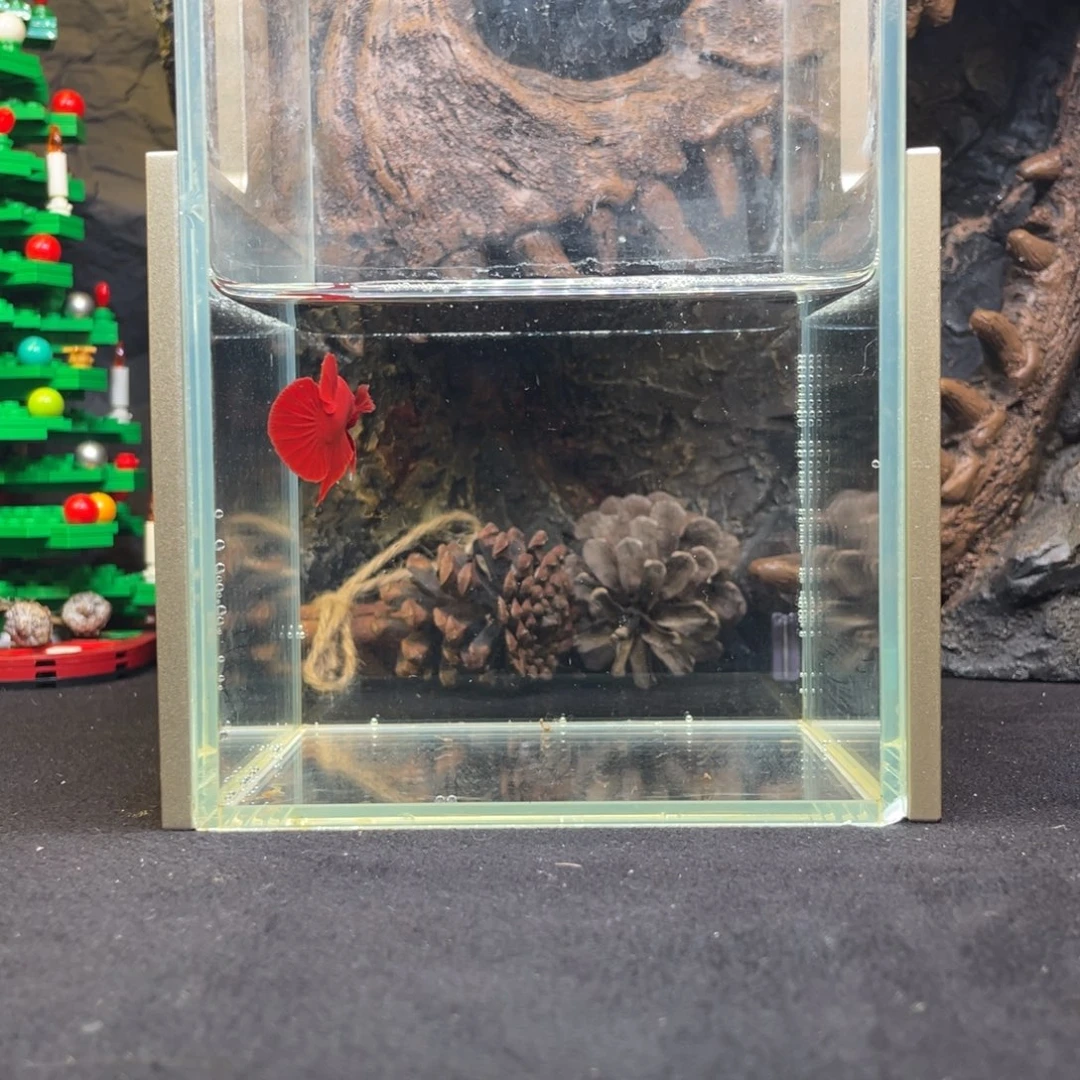 斗鱼十二月十七日竞价