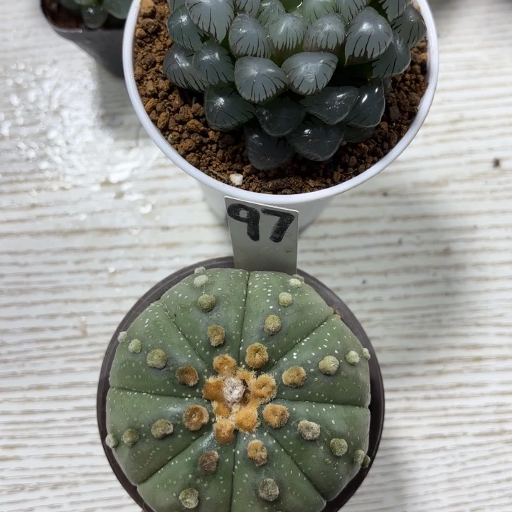 两颗组合多肉植物