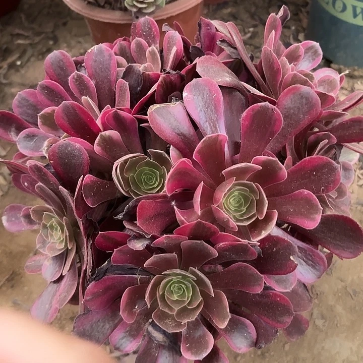 多肉植物法师凤冠5