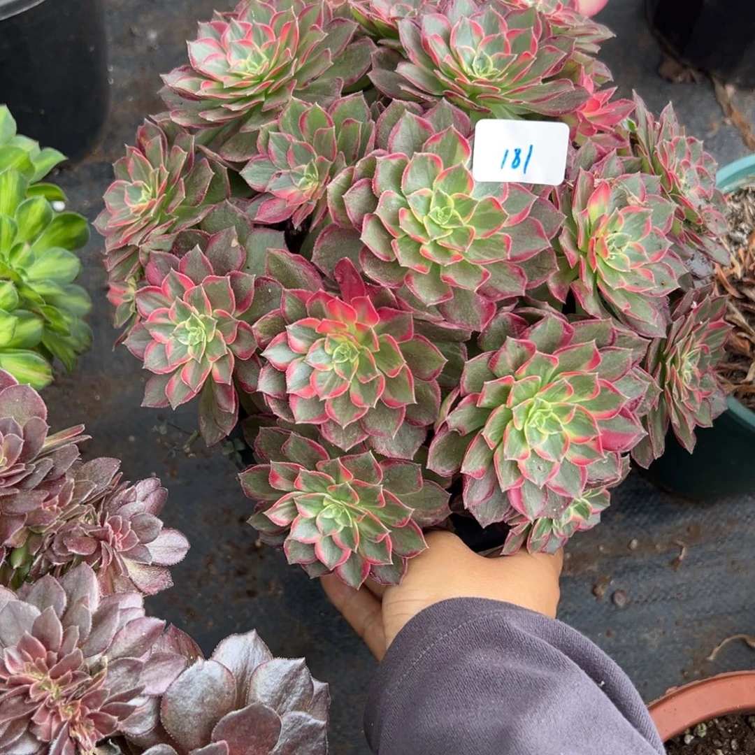 181万花筒多肉植物紫