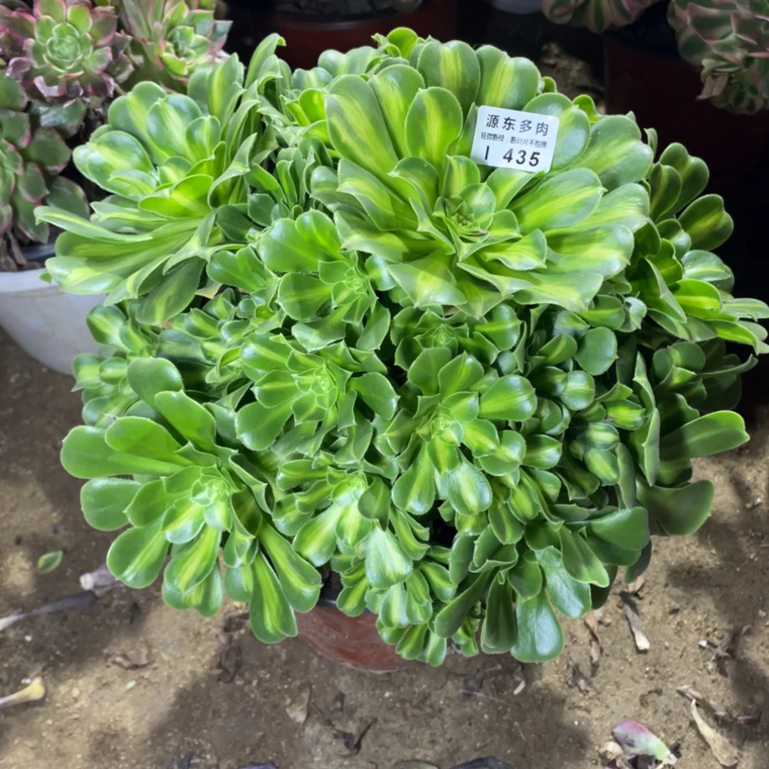 435翡翠多肉法师断枝不包