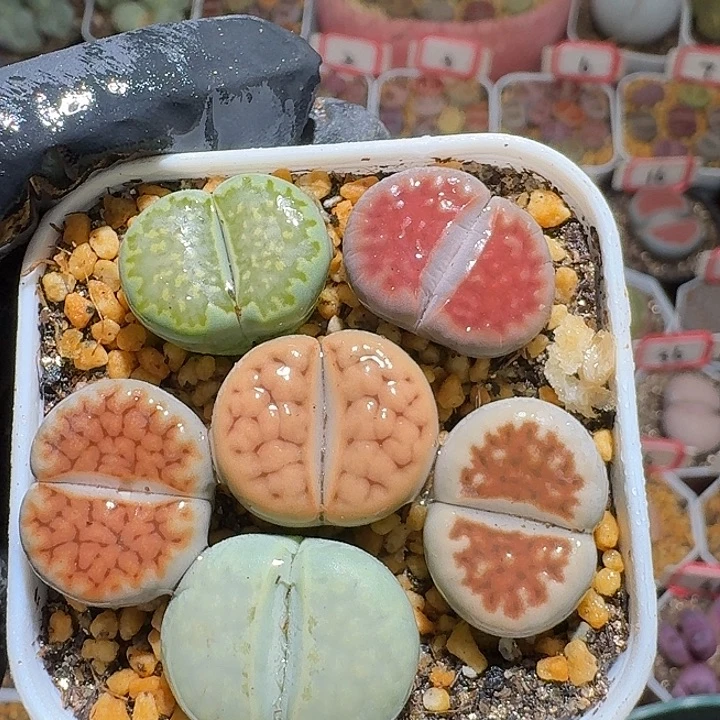 生石花3:：：。  585号