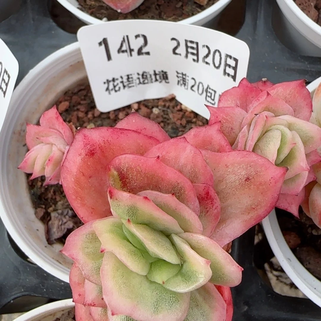 花语逸境0220-142