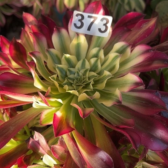 绿*多肉植物一个