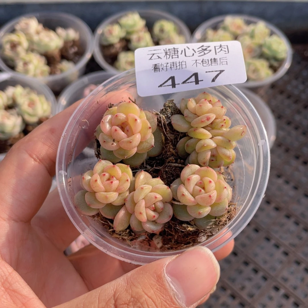 云糖心多肉植物447