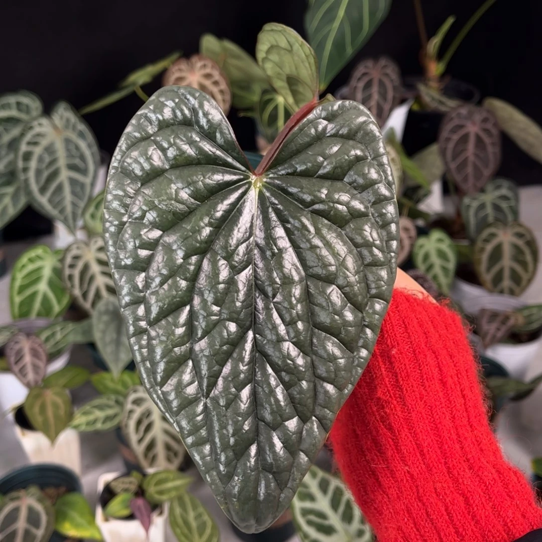 无花朵侧芽奢华53