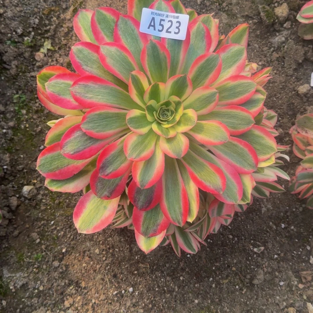 523女巫多肉植物