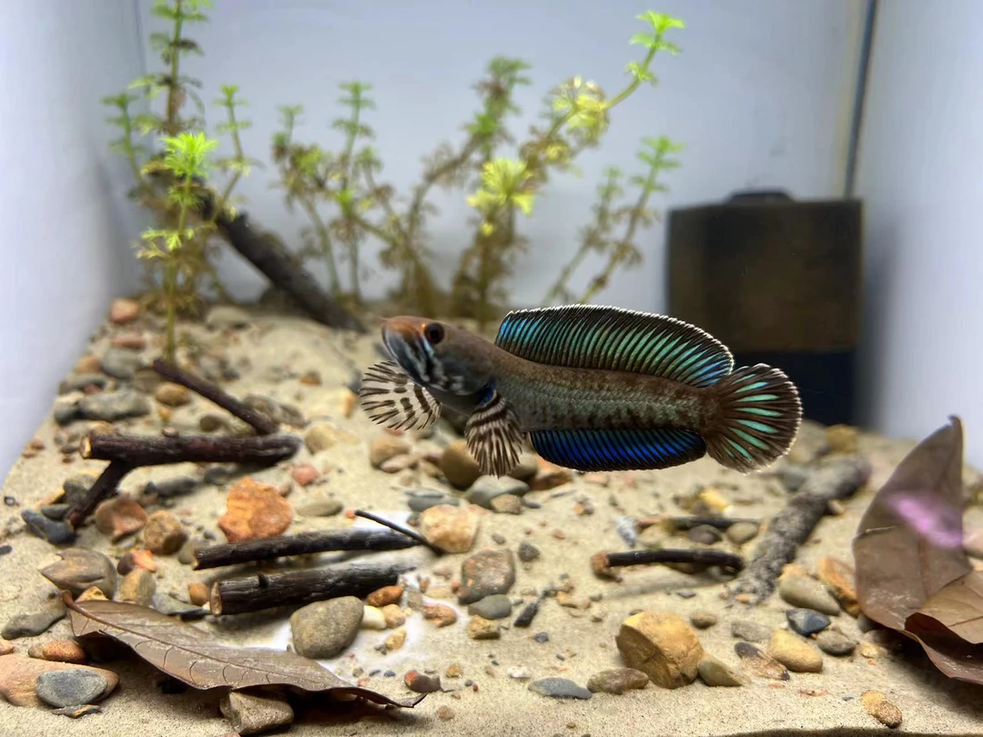 雷龙鱼直播选鱼专用链接