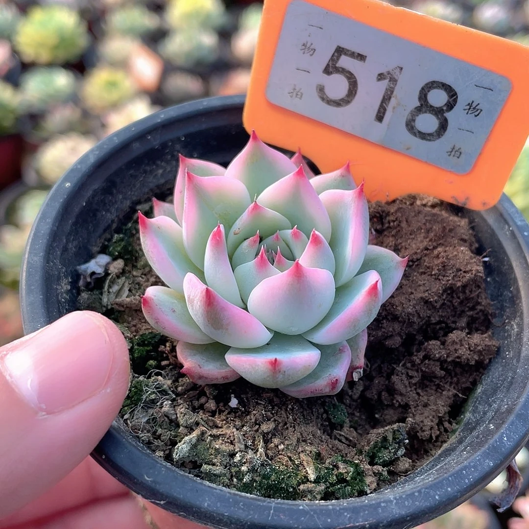 518吉娃娃锦多肉植物