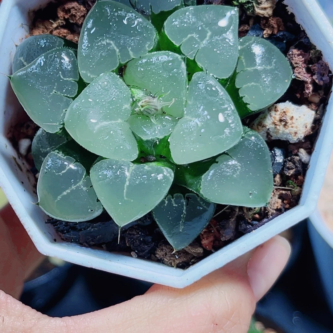 姬翠寿多肉植物6666