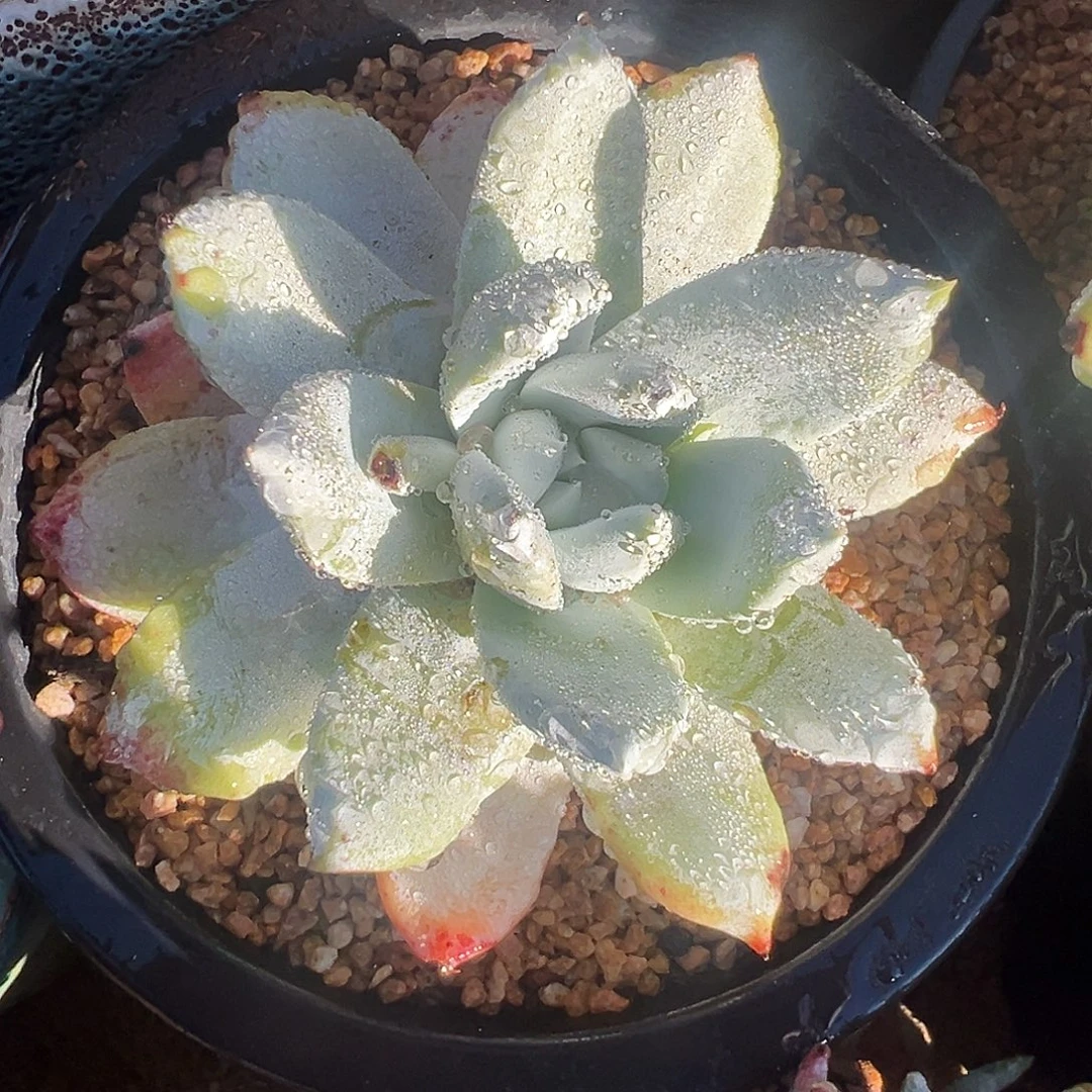 6293苹果雪山仙女杯