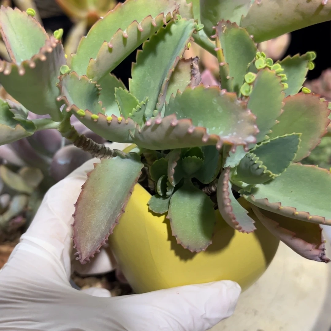 顺***场好姑娘多肉园艺，带盆不死鸟