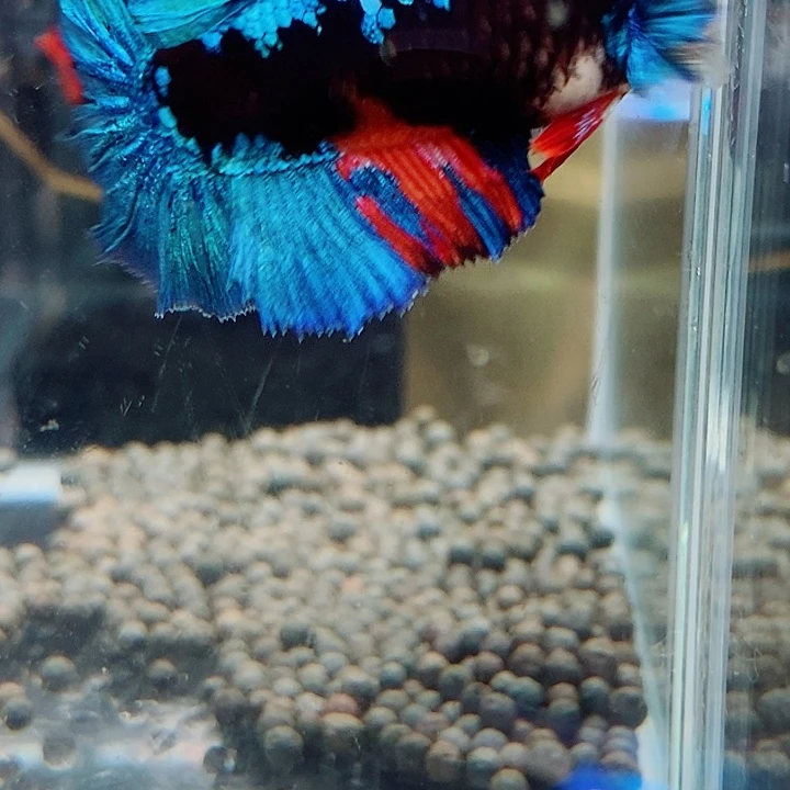 瑾****斗鱼黑90号巨否半月母