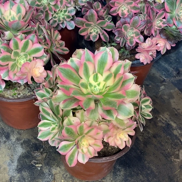 粉女巫的多肉植物69。