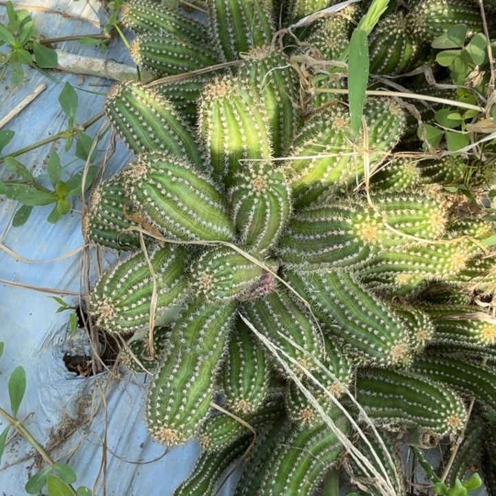 白檀仙人掌721白檀125