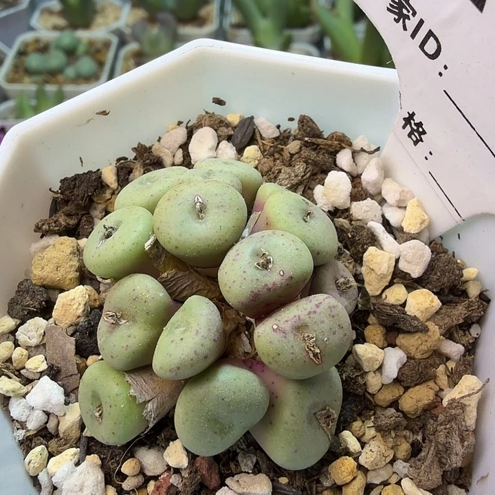 060。满38包邮肉锥