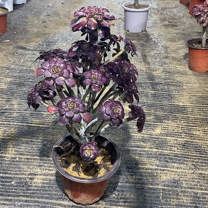 15，晚霞234556677777