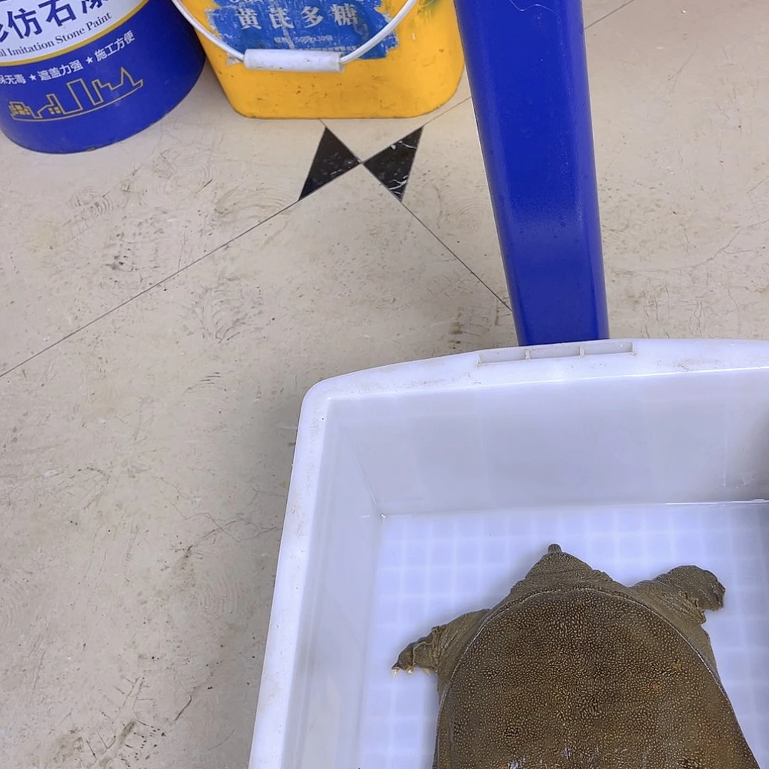 中国大陆野生甲鱼包邮包活