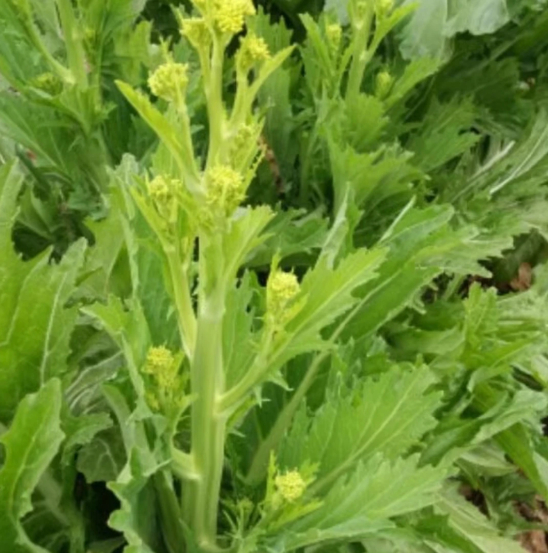 新鲜农家芥菜苔棒菜苔冲鼻菜冲菜青菜苔充菜四川成都