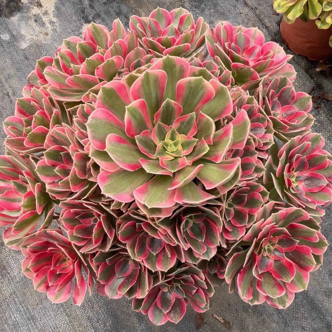 517大女郎精品法师多肉