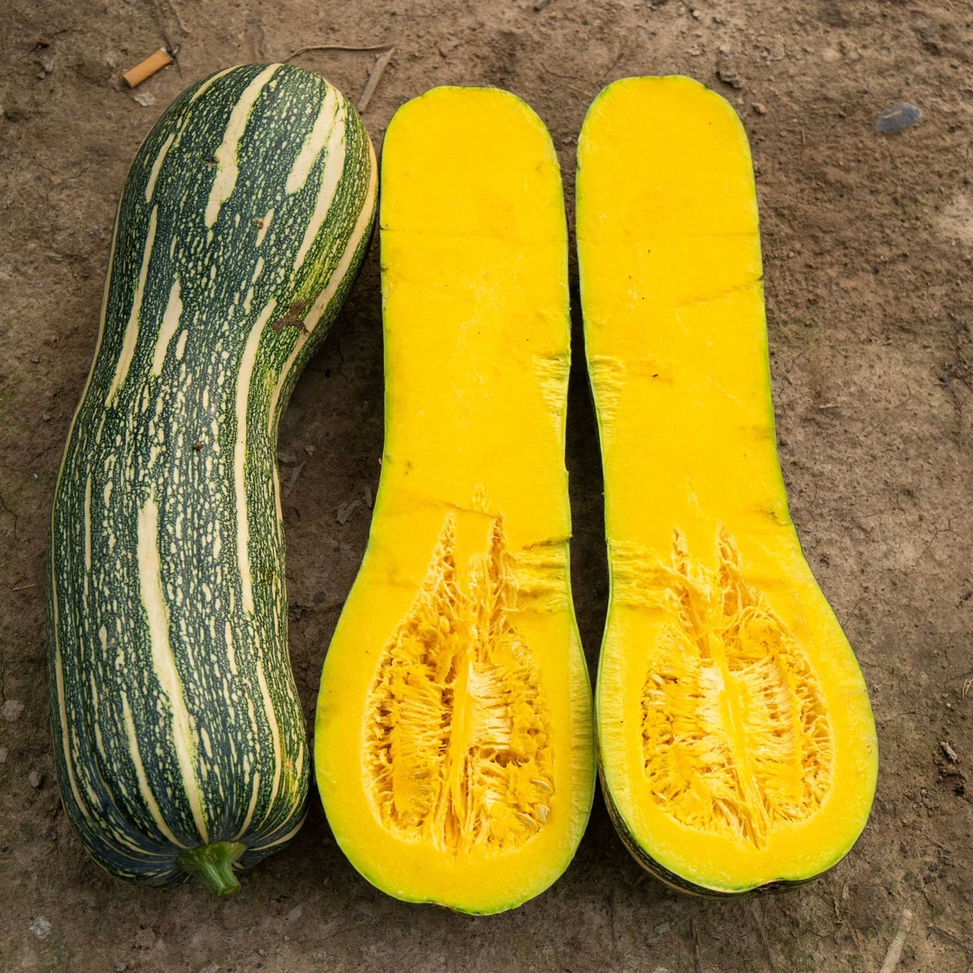 蜜本南瓜家庭种子南瓜家庭甜粉面蔬菜露天种植密本南瓜家庭种籽