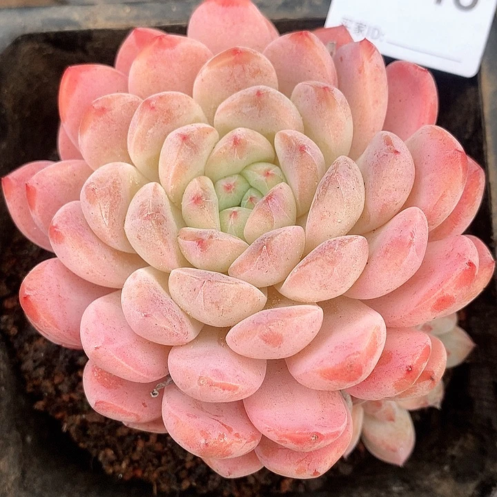 ?**?海洋之心A946号lll