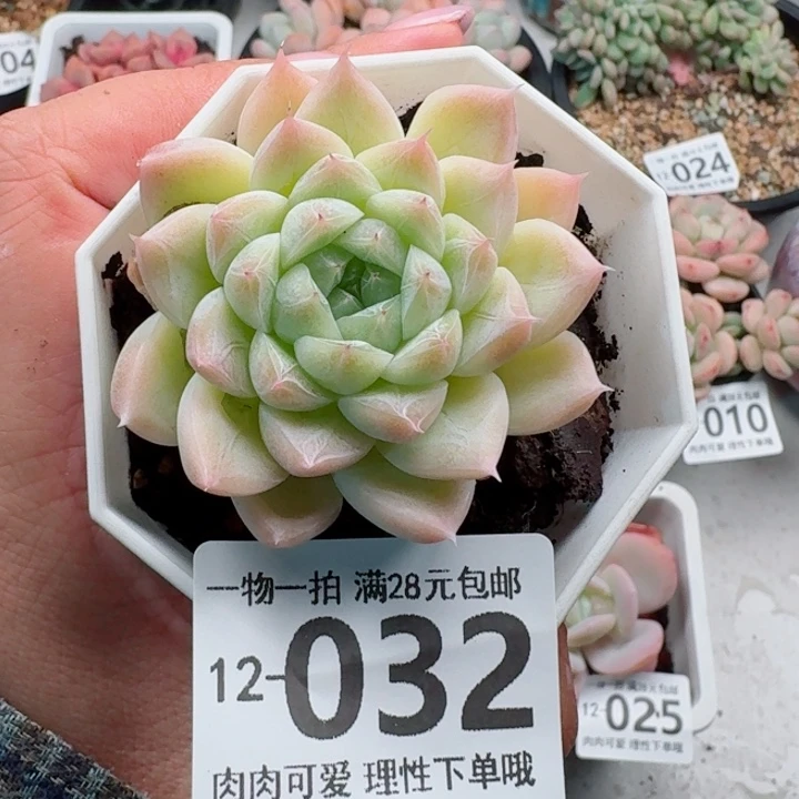 白卡无盆土发货无盆土无
