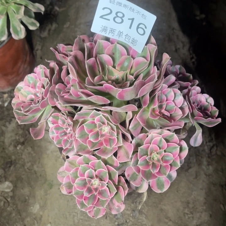 2816女郎的人多肉的