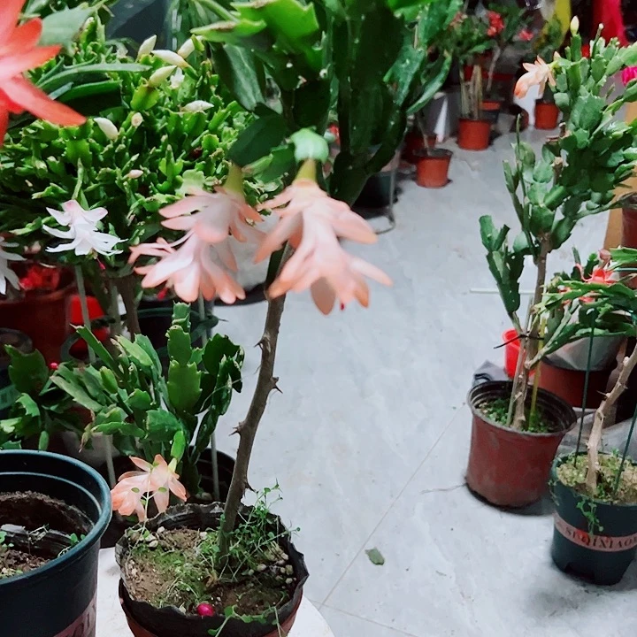 冬***花叶仙嫁接蟹爪兰