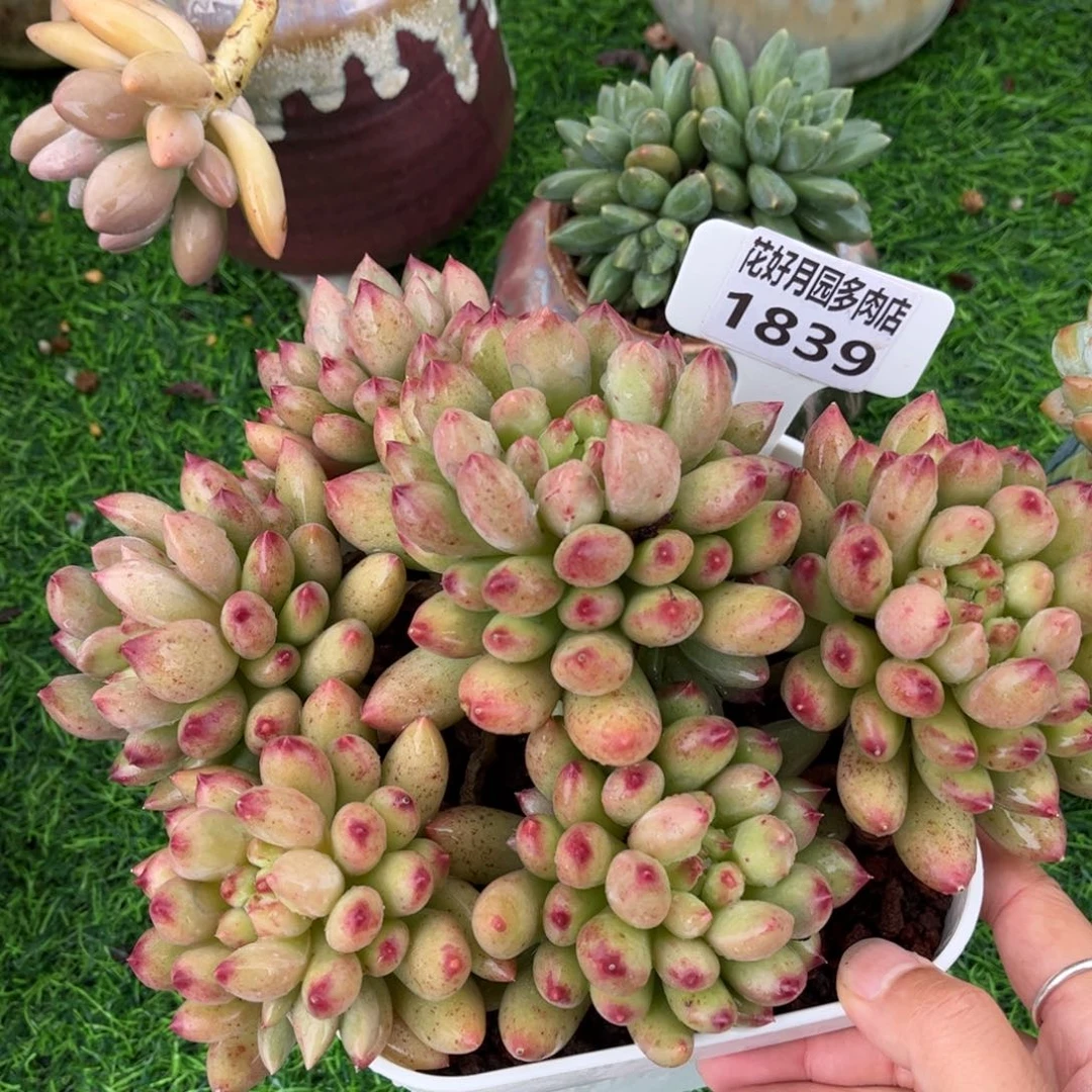 清***秋多肉植物1839……………..