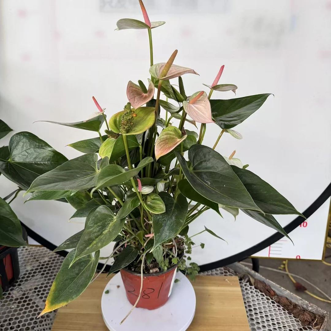 彩色红掌掌一物一拍编号281