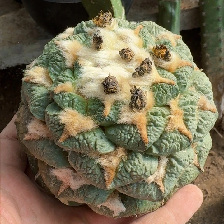 ?****鱼福利大黑牡丹连0645