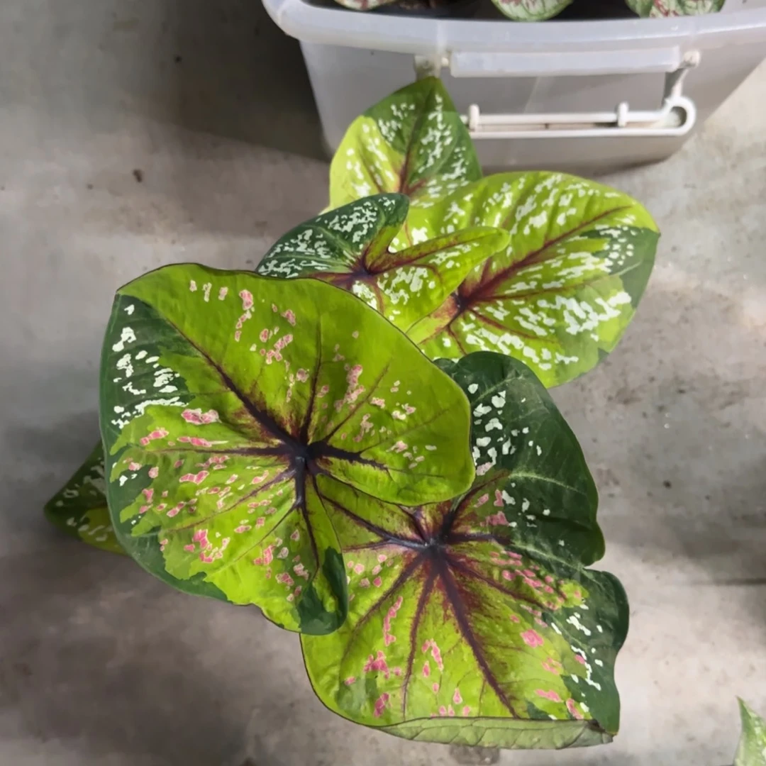 154-0915泰国发货野蜂飞舞