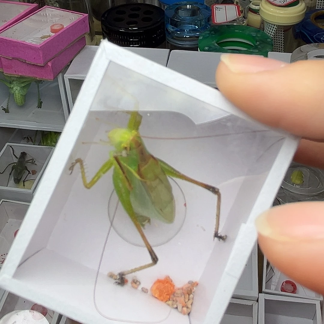 蚂蚁工坊扎嘴。