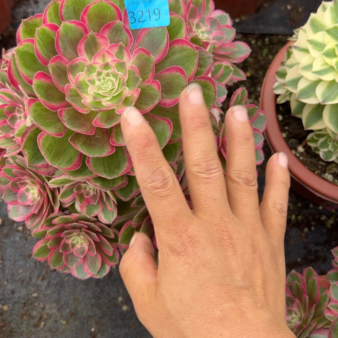 小*丁3219孔雀翎多肉多肉多肉