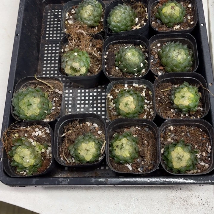 瑕疵宝莲灯两颗套餐