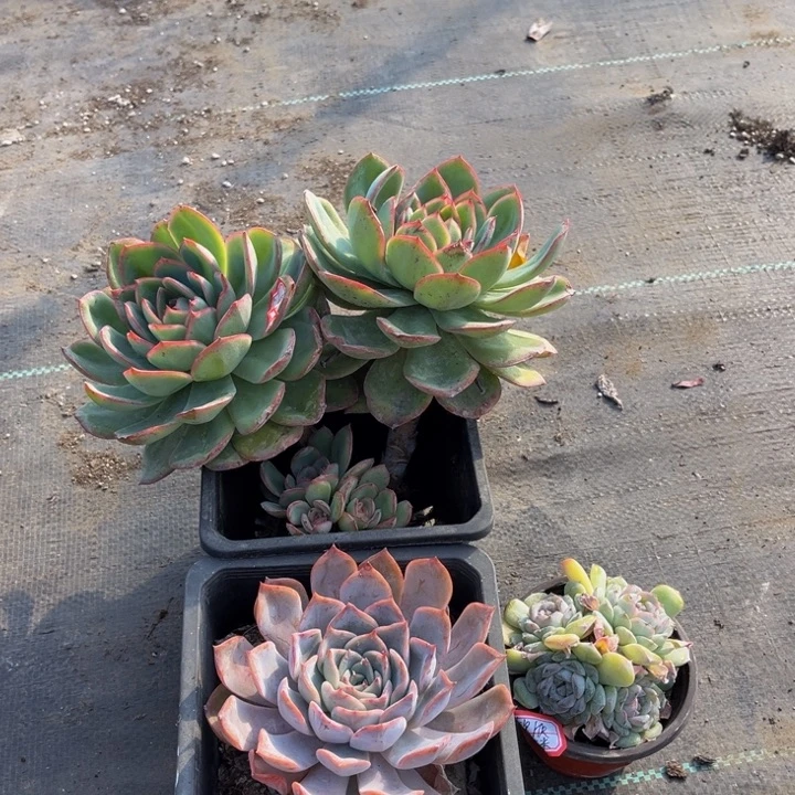 欣***欣晨露一颗雪颜冰魄一颗梦莎一颗