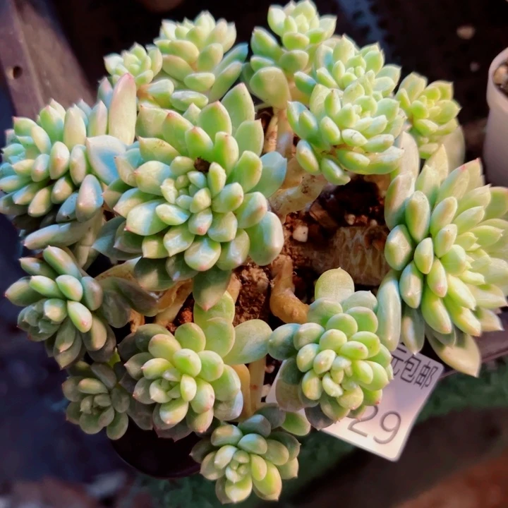 幸运的是你还没遇到你