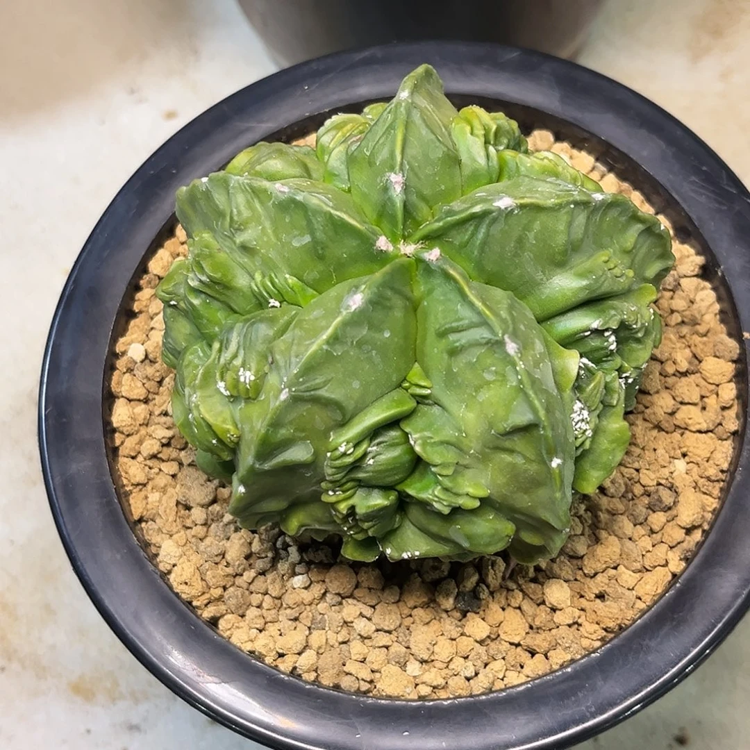 实***强核桃Zzzzzzzzzzzzzzzzzzzzz